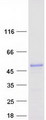 WDR55 Protein - Purified recombinant protein WDR55 was analyzed by SDS-PAGE gel and Coomassie Blue Staining
