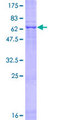 WDR57 Protein - 12.5% SDS-PAGE of human WDR57 stained with Coomassie Blue