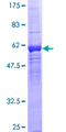 WDR5B Protein - 12.5% SDS-PAGE of human WDR5B stained with Coomassie Blue