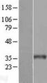 WDR61 Protein - Western validation with an anti-DDK antibody * L: Control HEK293 lysate R: Over-expression lysate