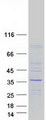 WDR61 Protein - Purified recombinant protein WDR61 was analyzed by SDS-PAGE gel and Coomassie Blue Staining