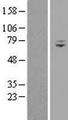 WDR76 Protein - Western validation with an anti-DDK antibody * L: Control HEK293 lysate R: Over-expression lysate