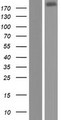WDR90 Protein - Western validation with an anti-DDK antibody * L: Control HEK293 lysate R: Over-expression lysate