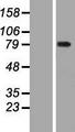 WDR93 Protein - Western validation with an anti-DDK antibody * L: Control HEK293 lysate R: Over-expression lysate