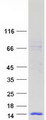 WFDC6 Protein - Purified recombinant protein WFDC6 was analyzed by SDS-PAGE gel and Coomassie Blue Staining