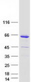 WIPF1 / WIP Protein - Purified recombinant protein WIPF1 was analyzed by SDS-PAGE gel and Coomassie Blue Staining