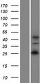 WIPF2 / WIRE Protein - Western validation with an anti-DDK antibody * L: Control HEK293 lysate R: Over-expression lysate