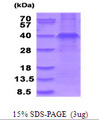 WNT3A Protein