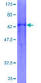 WNT5B Protein - 12.5% SDS-PAGE of human WNT5B stained with Coomassie Blue