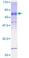 WRAP73 / WDR8 Protein - 12.5% SDS-PAGE of human WRAP73 stained with Coomassie Blue