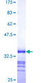 WRB Protein - 12.5% SDS-PAGE Stained with Coomassie Blue.