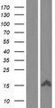 XAGE1A Protein - Western validation with an anti-DDK antibody * L: Control HEK293 lysate R: Over-expression lysate