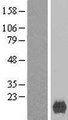 XAGE2 Protein - Western validation with an anti-DDK antibody * L: Control HEK293 lysate R: Over-expression lysate