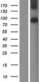 XKR4 Protein - Western validation with an anti-DDK antibody * L: Control HEK293 lysate R: Over-expression lysate