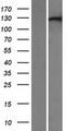 XPO6 Protein - Western validation with an anti-DDK antibody * L: Control HEK293 lysate R: Over-expression lysate