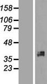 XRCC2 Protein - Western validation with an anti-DDK antibody * L: Control HEK293 lysate R: Over-expression lysate
