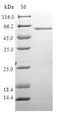 XRCC4 Protein - (Tris-Glycine gel) Discontinuous SDS-PAGE (reduced) with 5% enrichment gel and 15% separation gel.