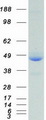 XRCC4 Protein - Purified recombinant protein XRCC4 was analyzed by SDS-PAGE gel and Coomassie Blue Staining