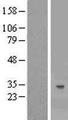 YAE1D1 Protein - Western validation with an anti-DDK antibody * L: Control HEK293 lysate R: Over-expression lysate