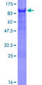 YAP / YAP1 Protein - 12.5% SDS-PAGE of human YAP1 stained with Coomassie Blue