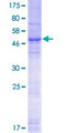 YIF1A Protein - 12.5% SDS-PAGE of human YIF1A stained with Coomassie Blue