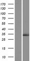 YJEFN3 Protein - Western validation with an anti-DDK antibody * L: Control HEK293 lysate R: Over-expression lysate