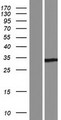 YJEFN3 Protein - Western validation with an anti-DDK antibody * L: Control HEK293 lysate R: Over-expression lysate