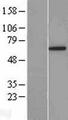 YTHDF3 Protein - Western validation with an anti-DDK antibody * L: Control HEK293 lysate R: Over-expression lysate
