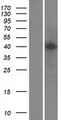 YY2 Protein - Western validation with an anti-DDK antibody * L: Control HEK293 lysate R: Over-expression lysate