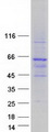 YY2 Protein - Purified recombinant protein YY2 was analyzed by SDS-PAGE gel and Coomassie Blue Staining