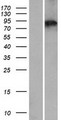 ZBBX Protein - Western validation with an anti-DDK antibody * L: Control HEK293 lysate R: Over-expression lysate