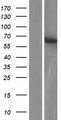 ZBED8 / Buster3 Protein - Western validation with an anti-DDK antibody * L: Control HEK293 lysate R: Over-expression lysate