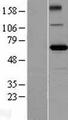 ZBTB2 Protein - Western validation with an anti-DDK antibody * L: Control HEK293 lysate R: Over-expression lysate
