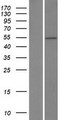 ZBTB25 Protein - Western validation with an anti-DDK antibody * L: Control HEK293 lysate R: Over-expression lysate