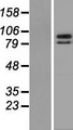 ZBTB39 Protein - Western validation with an anti-DDK antibody * L: Control HEK293 lysate R: Over-expression lysate