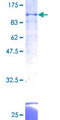 ZBTB43 Protein - 12.5% SDS-PAGE of human ZNF297B stained with Coomassie Blue