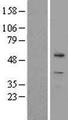 ZBTB8A Protein - Western validation with an anti-DDK antibody * L: Control HEK293 lysate R: Over-expression lysate