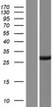ZC2HC1B / FAM164B Protein - Western validation with an anti-DDK antibody * L: Control HEK293 lysate R: Over-expression lysate