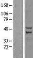 ZC3H10 Protein - Western validation with an anti-DDK antibody * L: Control HEK293 lysate R: Over-expression lysate