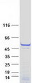 ZC3H10 Protein - Purified recombinant protein ZC3H10 was analyzed by SDS-PAGE gel and Coomassie Blue Staining