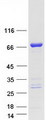 ZC3H12A / MCPIP1 Protein - Purified recombinant protein ZC3H12A was analyzed by SDS-PAGE gel and Coomassie Blue Staining