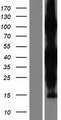 ZC3HAV1L Protein - Western validation with an anti-DDK antibody * L: Control HEK293 lysate R: Over-expression lysate
