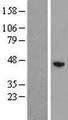ZCCHC12 Protein - Western validation with an anti-DDK antibody * L: Control HEK293 lysate R: Over-expression lysate