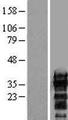 ZCCHC17 / PNO40 / PS1D Protein - Western validation with an anti-DDK antibody * L: Control HEK293 lysate R: Over-expression lysate