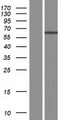 ZCCHC4 Protein - Western validation with an anti-DDK antibody * L: Control HEK293 lysate R: Over-expression lysate