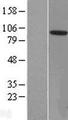 ZCCHC8 Protein - Western validation with an anti-DDK antibody * L: Control HEK293 lysate R: Over-expression lysate