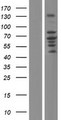 ZDHHC5 Protein - Western validation with an anti-DDK antibody * L: Control HEK293 lysate R: Over-expression lysate