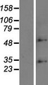 ZDHHC6 Protein - Western validation with an anti-DDK antibody * L: Control HEK293 lysate R: Over-expression lysate