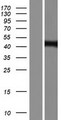 ZDHHC7 Protein - Western validation with an anti-DDK antibody * L: Control HEK293 lysate R: Over-expression lysate