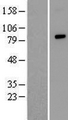 ZFAND4 / ANUBL1 Protein - Western validation with an anti-DDK antibody * L: Control HEK293 lysate R: Over-expression lysate